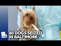 Over 80 dogs seized from Baltimore City home