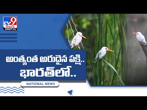 White coloured rare Kingfisher bird appeared first time in India, viral pics White coloured rare Kingfisher bird appeared first time in India, viral pics