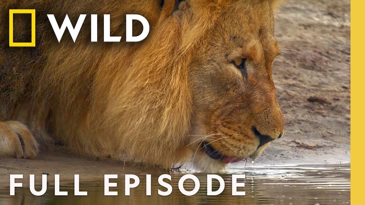 Welcome to the Waterhole (Full Episode) | Primal Combat | Nat Geo Animals