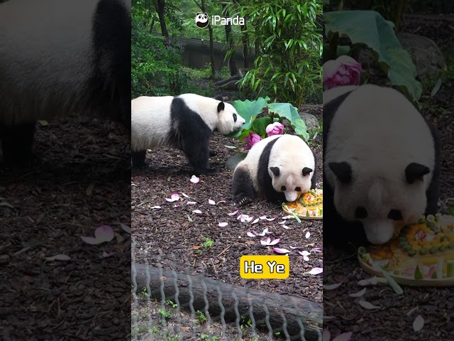 Birthday Highlights Of He Hua, He Ye And Meng Lan | iPanda #shorts