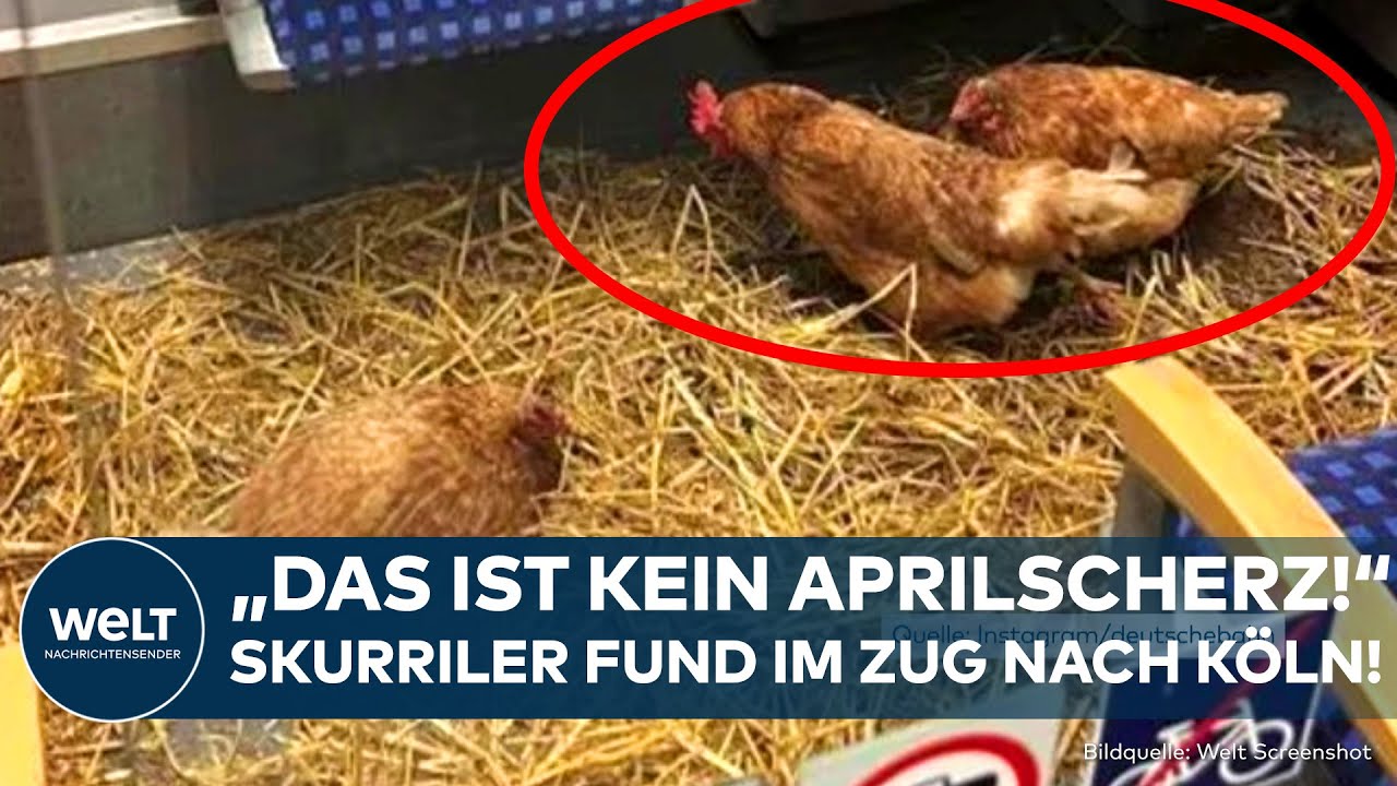 SKURRILER FUND: DB-Mitarbeiter entdecken drei Hühner im Premium-Abteil - Bundespolizei ermittelt!