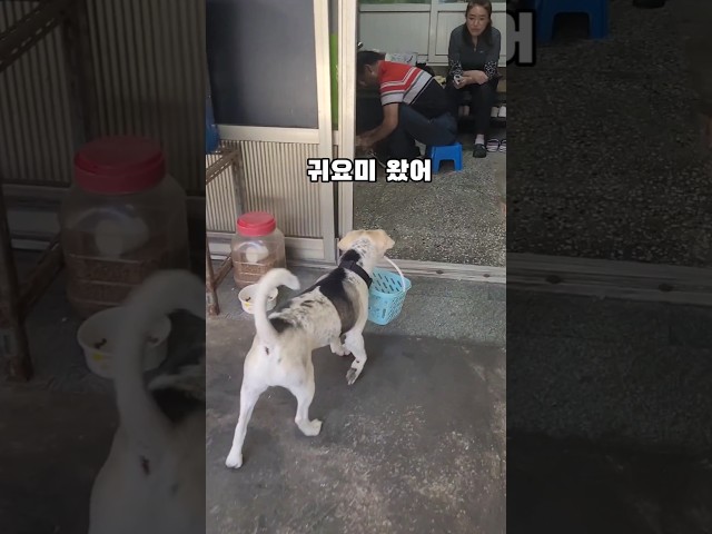 진짜 통닭집 심부름가는거니~네 #동물농장강아지