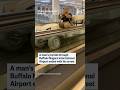 A mans joyride through Buffalo Niagara International Airport ended with his arrest