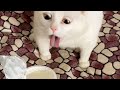 Instant Regret Compilation (Big Mistake) FailArmy