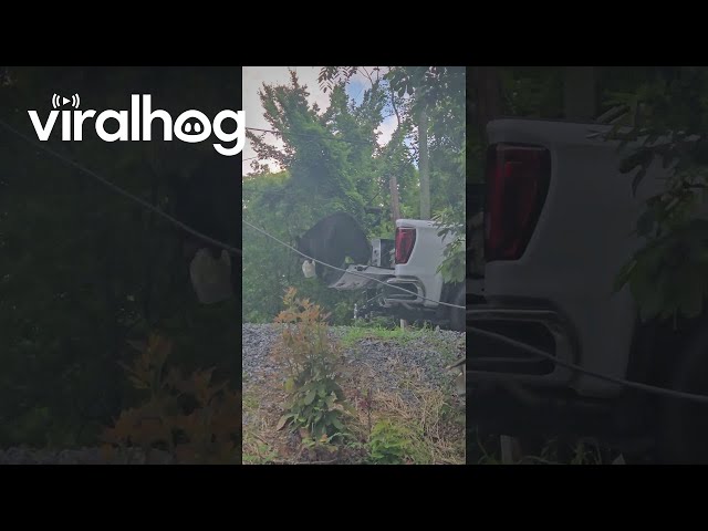 Bears Steals Milk From Pickup || ViralHog