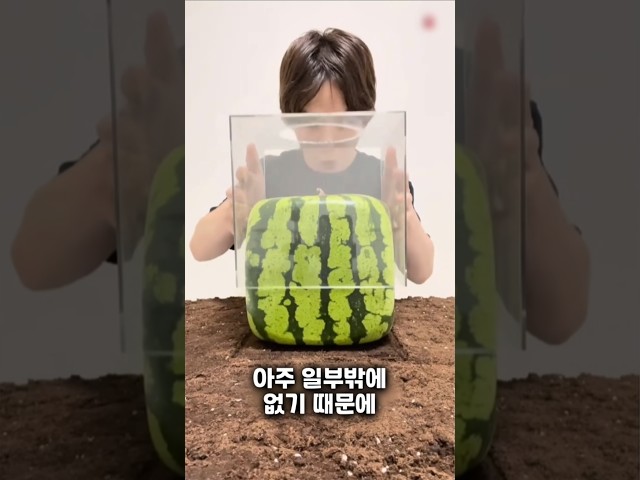 보통 수박과 전혀 다르다! 사각 수박 만드는 법