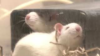 Rats High on LSD Could Help With Developing AI