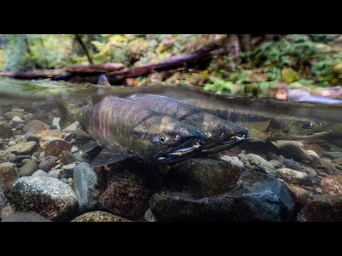 Salmon Secrets'