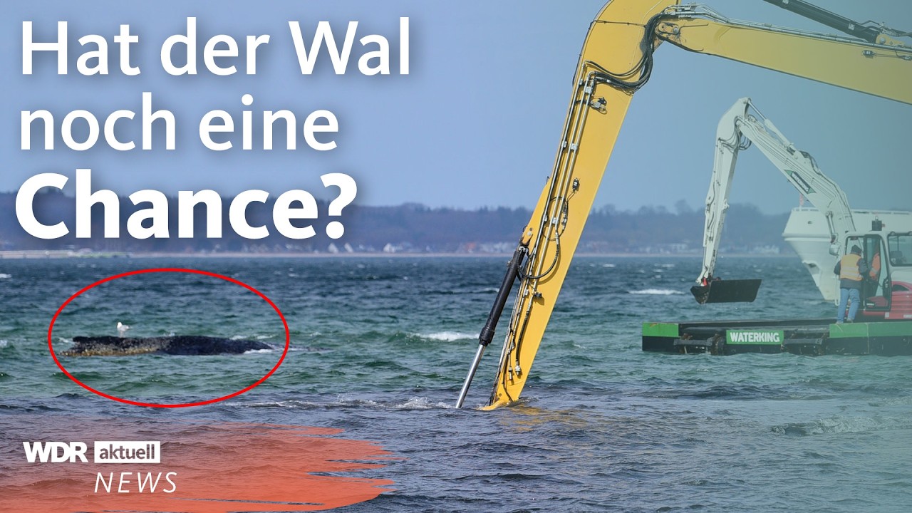 Gestrandeter Wal in der Ostsee: So lief die neue Rettungsaktion | WDR Aktuelle Stunde