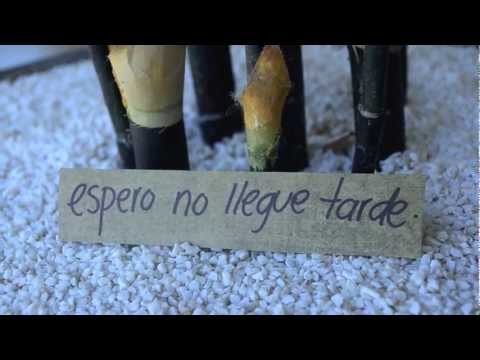 LETRA CAMINO RAZON letra camino razon: