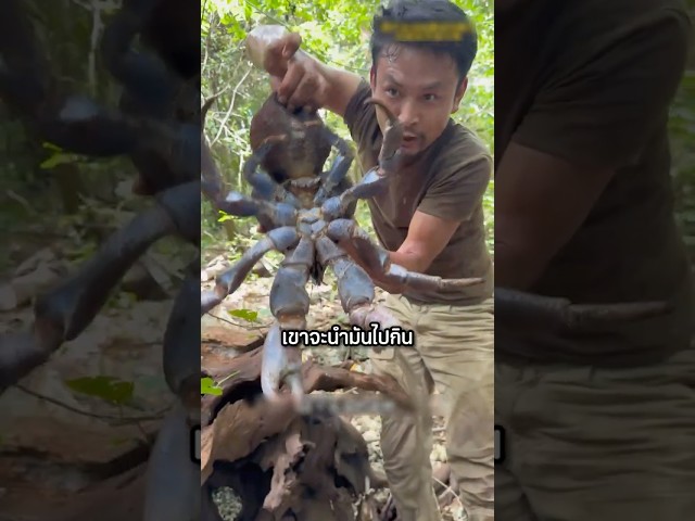 ชายหนุ่มได้จับปูมะพร้าวขนาดมหึมาได้ ที่คุณเห็นแล้วต้องอึ้ง! #shorts #interesting #viralvideo #อาหาร