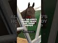 All the kings horses ready for Trump parade  - 01:06 min - News - Video