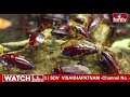 డైనోసార్ల కంటే పవర్ ఫుల్.. బాంబు పడినా కూడా తట్టుకోగలదు | Mystery of the Birth of Cockroaches | hmtv  - 00:00 min - News - Video