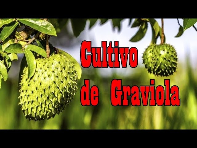 Como Cultivar Graviola Como Cultivar Graviola