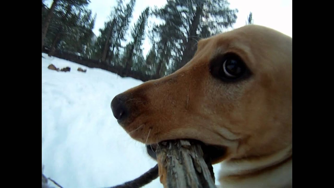 Gopro Roll Bar Mount >> GoPro HD hero cam + roll bar mount + stick + stupid dog = Dog cam! - YouTube Gopro Roll Bar Mount >> GoPro HD hero cam + roll bar mount + stick + stupid dog = Dog cam! - YouTube