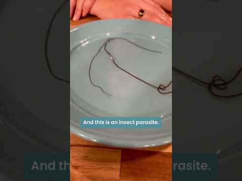 screenshot of youtube video titled What is a horsehair worm? 😱 🪱
