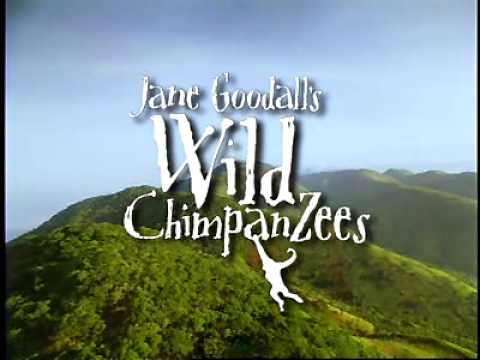 Jane Goodall's Wild Chimpanzees'