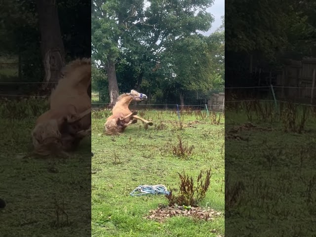 cavalo com alguma coisa