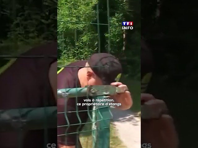 Vols : l'étonnant trafic de carpes｜TF1 INFO