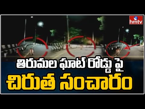Leopard spotted in Tirumala ghat road, visuals Leopard spotted in Tirumala ghat road, visuals
