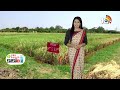 అధిక దిగుబడినిచ్చే బాస్మతి వరి రకాలు | Varieties of Basmati Rice | Matti Manishi | 10TV  - 04:55 min - News - Video