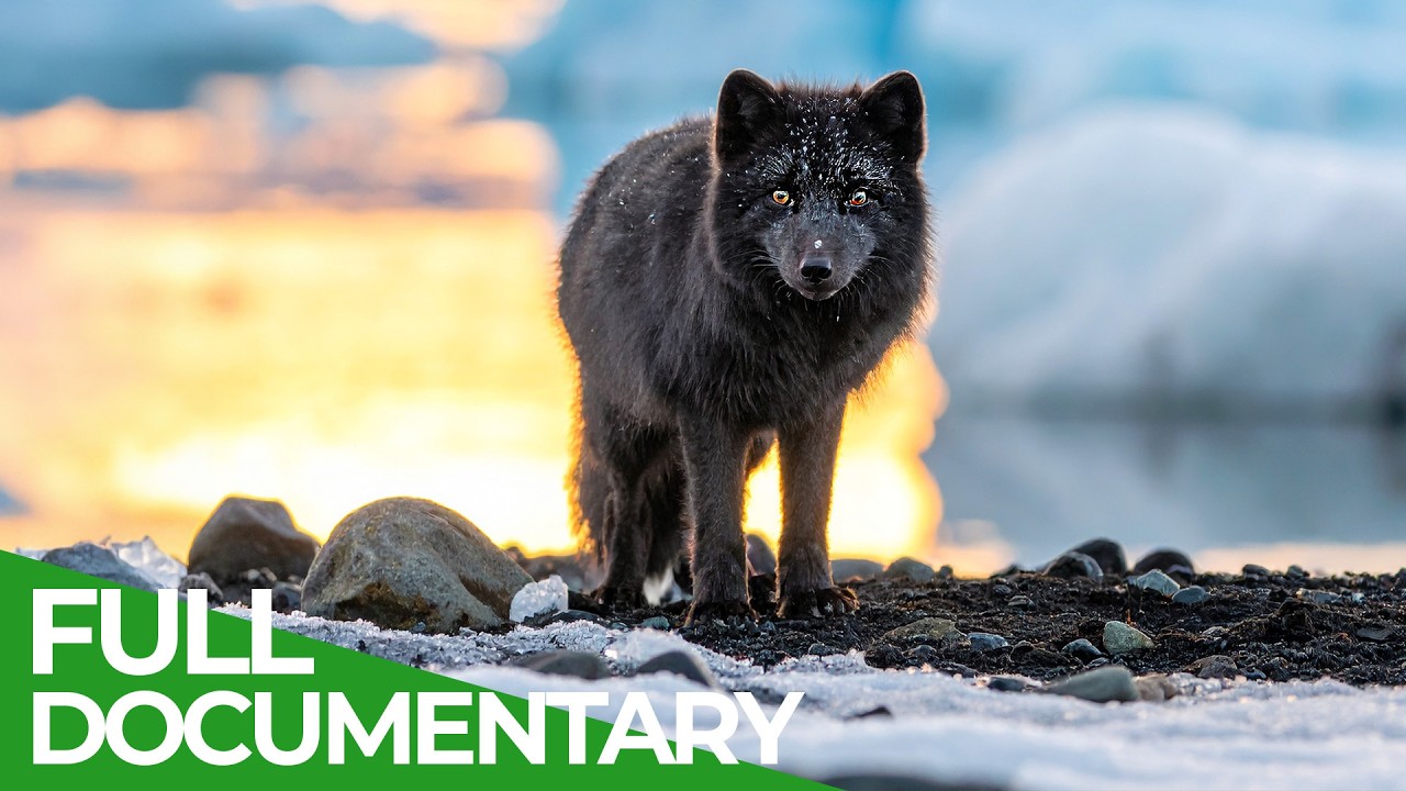 Wildlife of Iceland – Where Fire Meets Ice | Free Documentary Nature