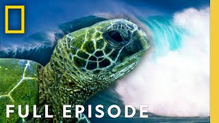 Islands of Fire (Full Episode) | Wild Hawaii | National Geographic