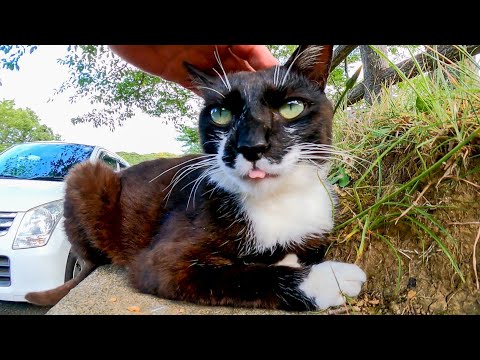 公園の入口で野良猫が鳴きながらモフられに来た まとめちゅーぶ