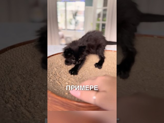Учит котика точить когти 🥰 #истории #история #новости #новость #shorts