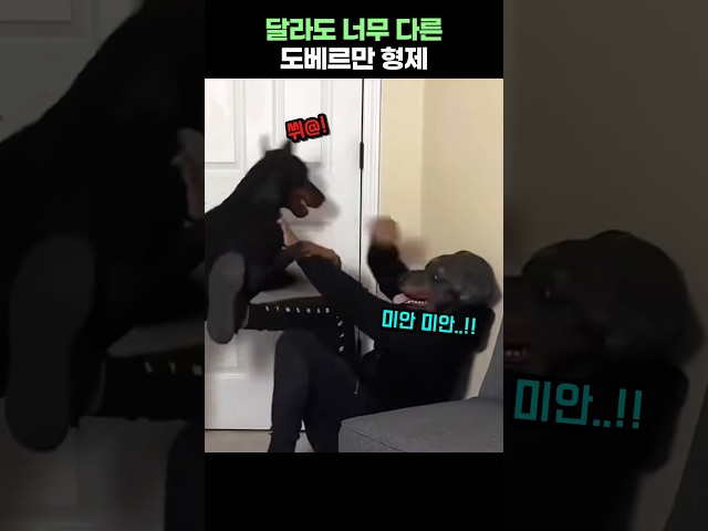 달라도 너무 다른 도베르만 형제!