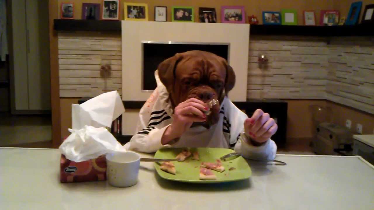 Dogue de Bordeaux Agramerbordog Pegaz eats pizza using fork and knife ...