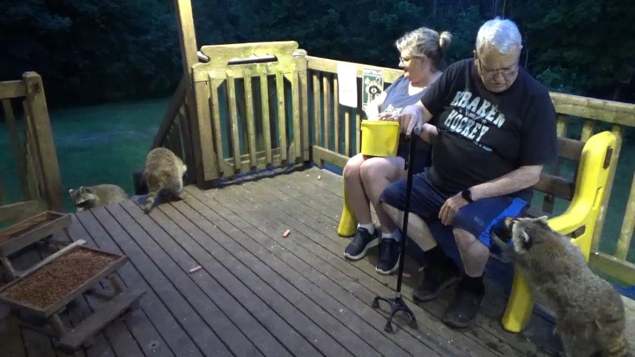1st July Canada Day with Raccoons