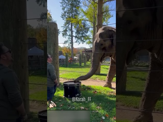 Elephant batucada edition