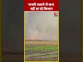Punjab के Moga में पराली जला रहे हैं किसान #shorts #shortsvideo #viralvideo #pollution