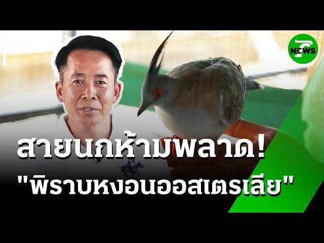เอาใจ สายนก "นกพิราบหงอน ออสเตรเลีย" : ของดีเกษตรบ้านเรา | 14 ก.ค. 68 | ห้องข่าวหัวเขียว