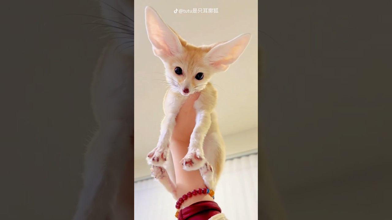 What If You Adopt a FENNEC FOX #facts