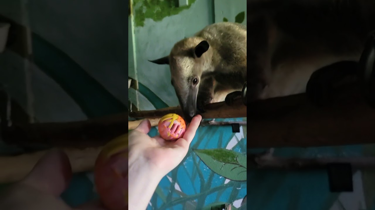 Anteater Gets A Ball