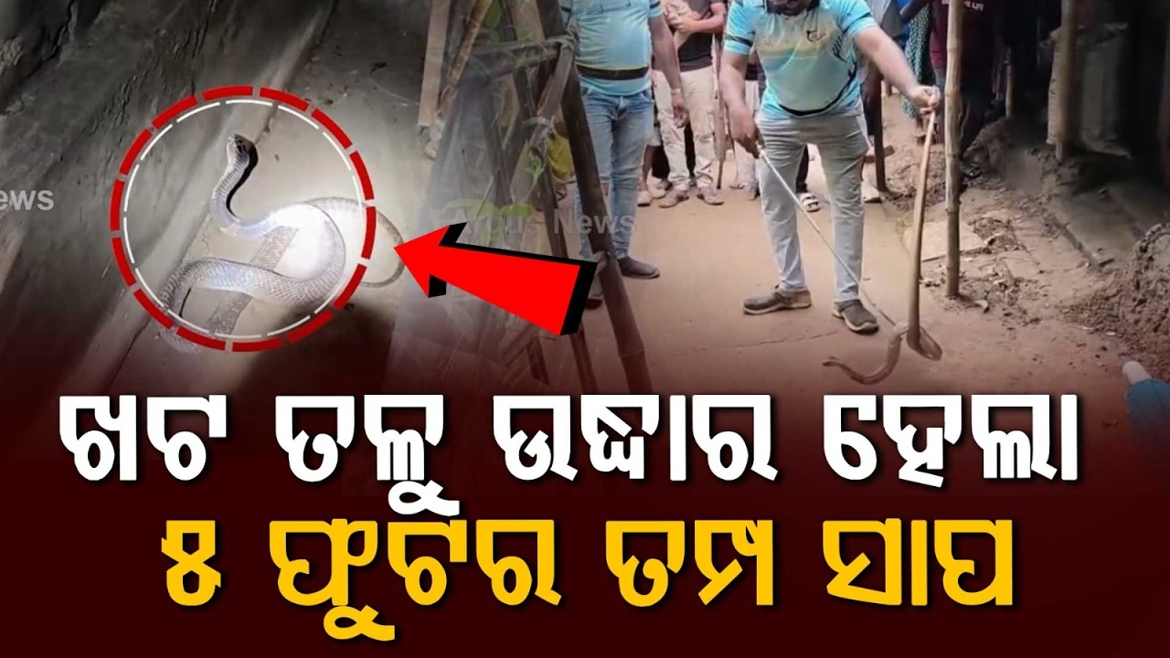 5-Foot Long Cobra Rescued From House In Dhamnagar After Floods | Bhadrak | Argus News