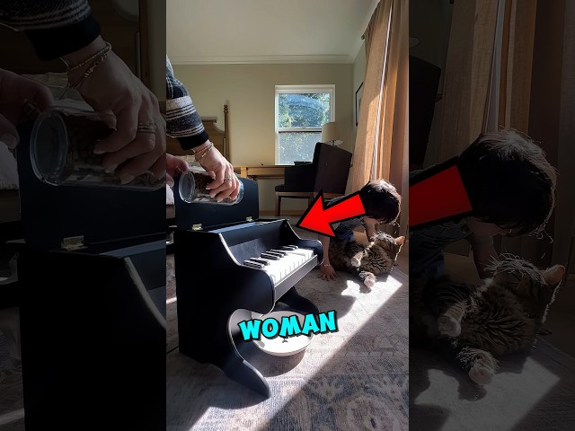 This Cat Learned To Play PIANO