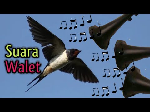Upload mp3 to YouTube and audio cutter for Suara Burung Walet Banyak Datang download from Youtube