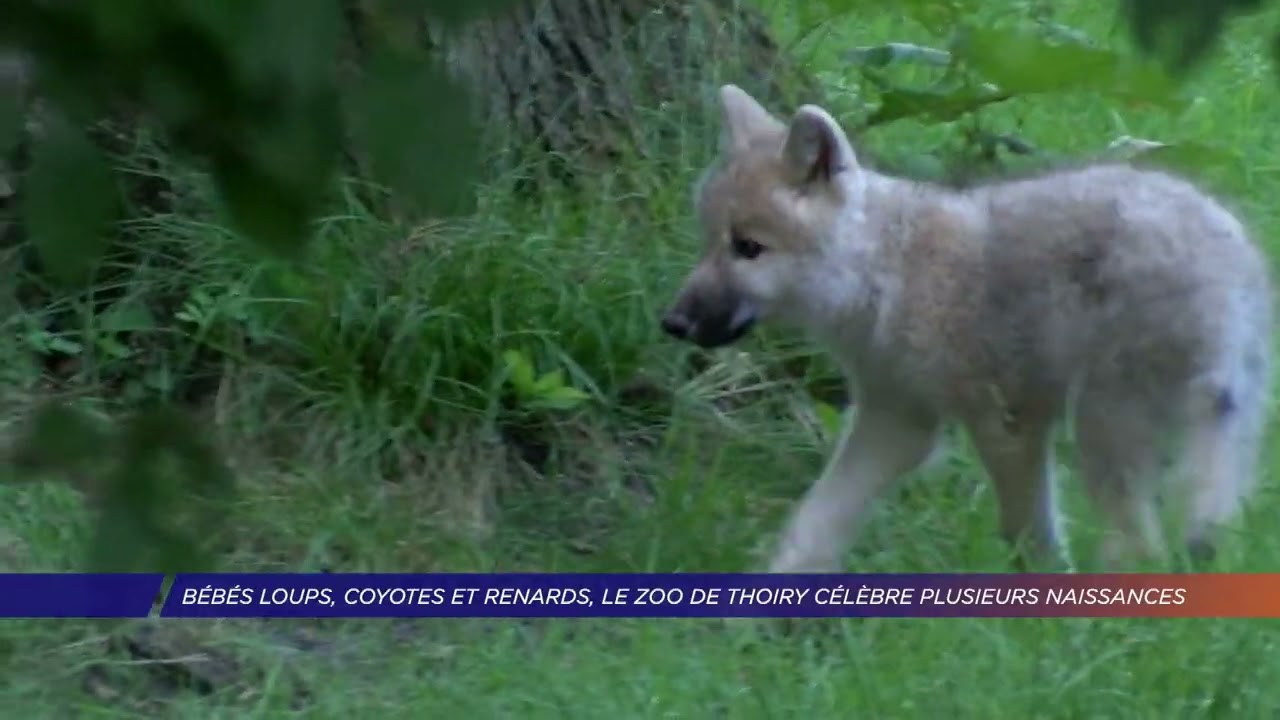 Yvelines | Bébés loups, coyotes et renards, le zoo de Thoiry célèbre plusieurs naissances