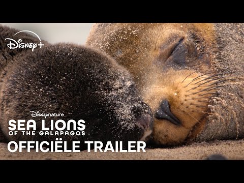 Sea Lions of the Galapagos'