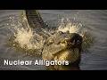 Meet the Toxic Alligators Living in Nuclear Waste | Reports from the Frontline | BBC Studios