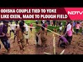 Odisha News | On Camera, Odisha Couple Tied To Yoke Like Oxen, Made To Plough Field