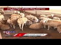 TS Govt Neglecting Sheep Distribution Scheme  | V6 News