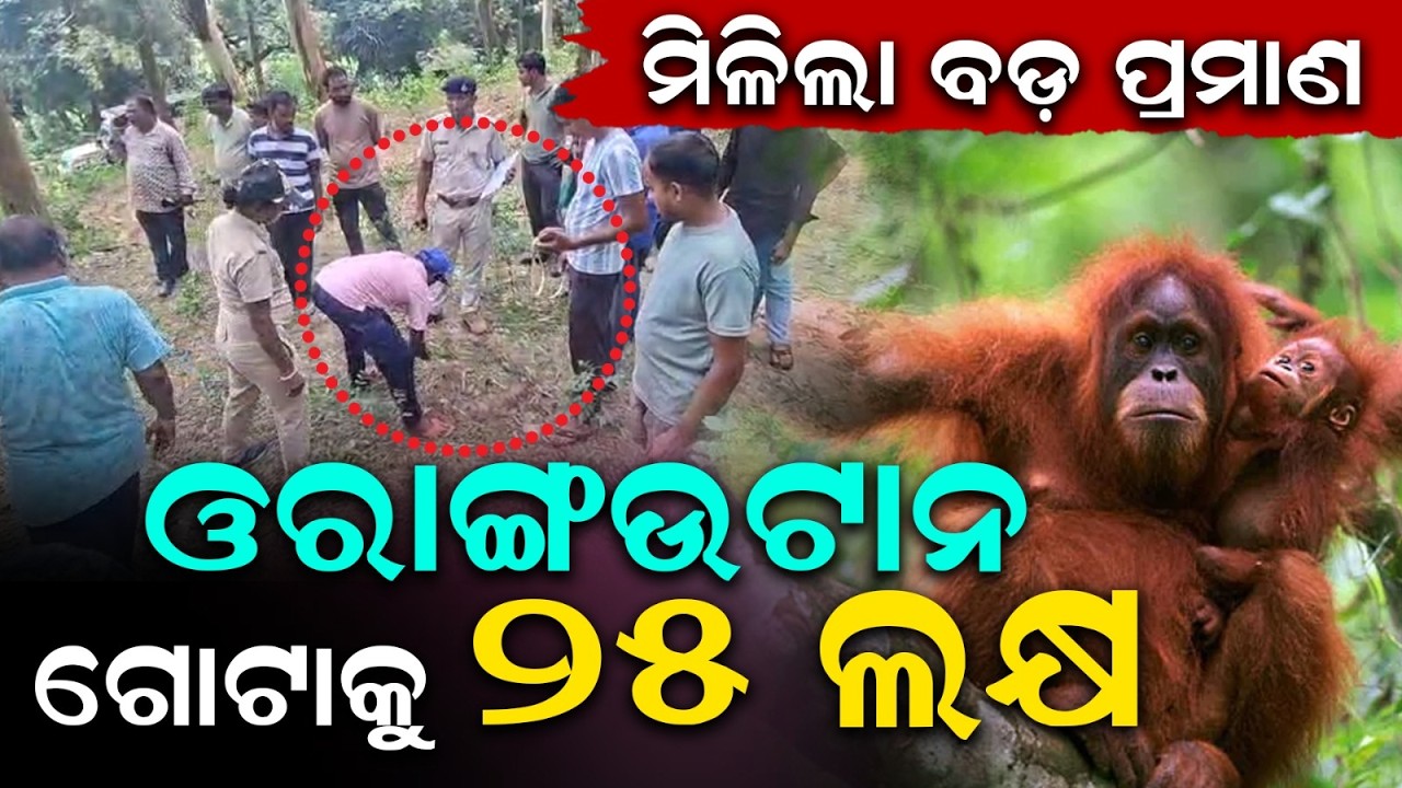 Orangutan Smuggling: Myanmar Link Exposed; STF Uncovers ₹25 Lakh Per Animal Deal | Argus News