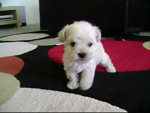 Tea Cup Poodles For Sale - YouTube