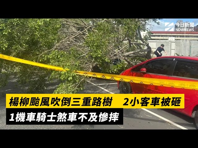 楊柳強風吹倒三重路樹 1騎士煞車不及慘摔