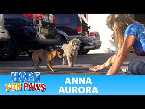 Two stray dogs get separated during the rescue - see what happens next and please share.