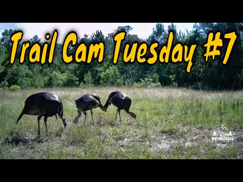 Trail Cam Tuesday #7 mov